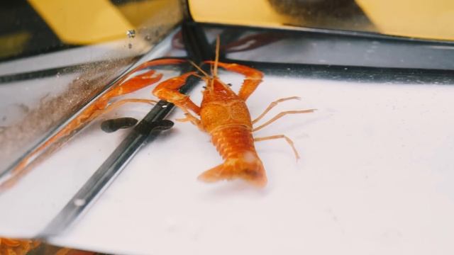 ЧТО ЕСЛИ РЕЧНОЙ РАК УВИДИТ ПИЯВКУ? ВЕРСУС ПИЯВКИ И РАКА смотреть онлайн