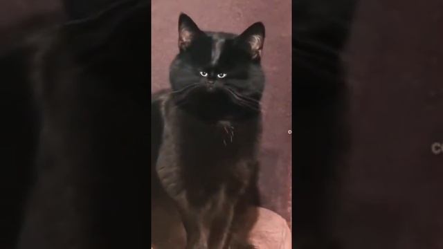 Кот Дарьи Донцовой смотреть онлайн