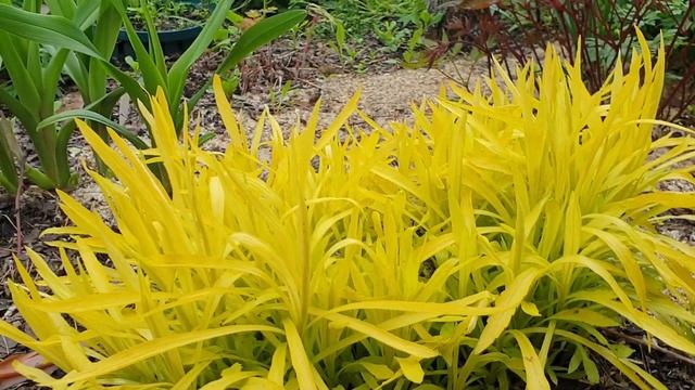 Лимонно-желтый золотарник Хидигейгей в моем саду смотреть онлайн