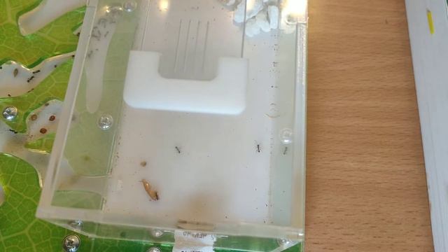 Муравьи едят кокос смотреть онлайн