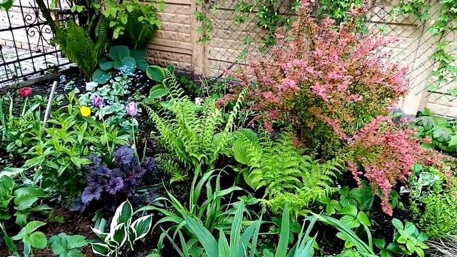 Барбарисы в саду. смотреть онлайн