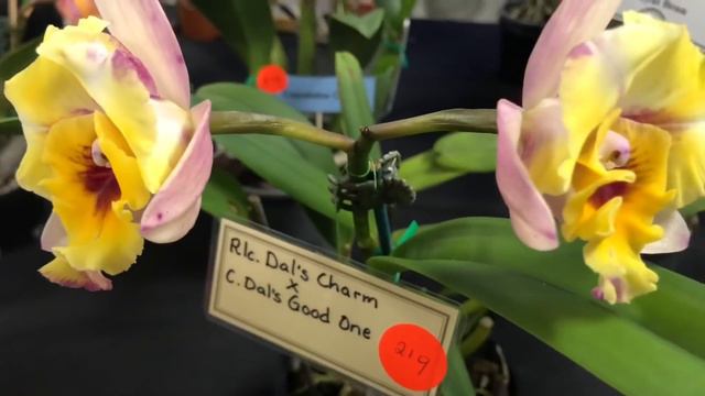 Выставка Орхидей (1) Австралия Май 2021 смотреть онлайн