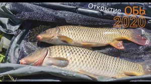 Сазан на ОБИ в черте города.