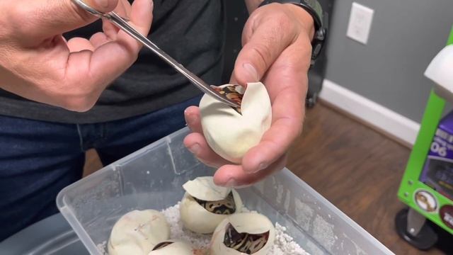 Ball Python eggs pipping!! || clutch #6 laid || Gomezpythons смотреть онлайн