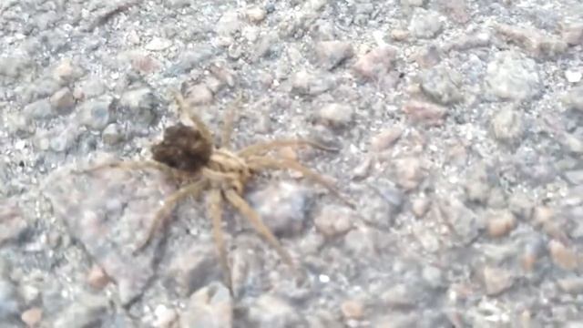 Тарантул Херсонский, земляной паук, прогулка, 2020, паук с детками.. смотреть онлайн