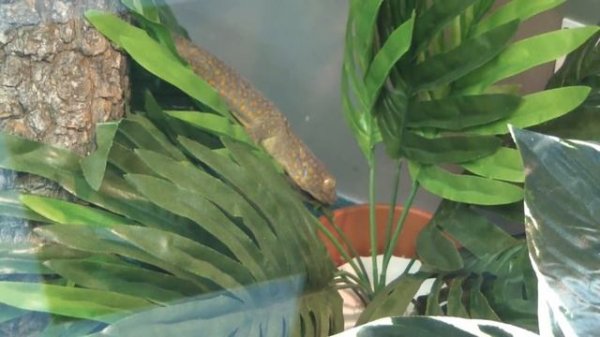 Геккон токи. Gekko gecko.