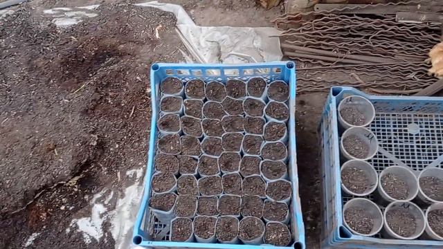 Набираю стаканчики под огурцы