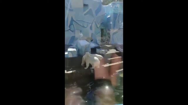 Отдых семьей в Новосибирском Зоопарке. смотреть онлайн