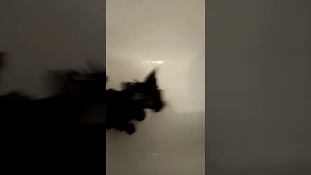 #Купание кота смотреть онлайн