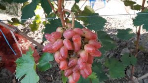 ГФ Винограда ЖАР ПТИЦА. (Голуб А.).22.08.2023г.