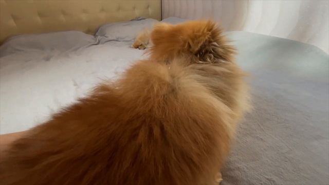 Как измерить собаку для шлейки. Гребень и новая шлейка для собак смотреть онлайн