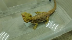 Кусаются ли бородатые агамы? Меня укусила агама! Почему?