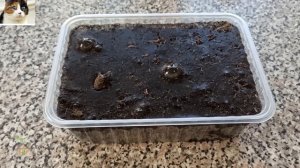 Обработка Семян Перца в Хлоргексидине. Замачивание Семян Перед Посадкой