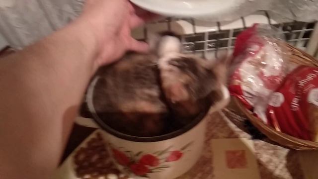 СУП С КОТОМ