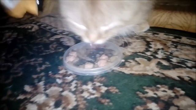 ВЯЗАЛЬНЫЕ НОВОСТИ С ДОНБАССА///КОШАЧЬЯ ЖИЗНЬ В ДНР смотреть онлайн