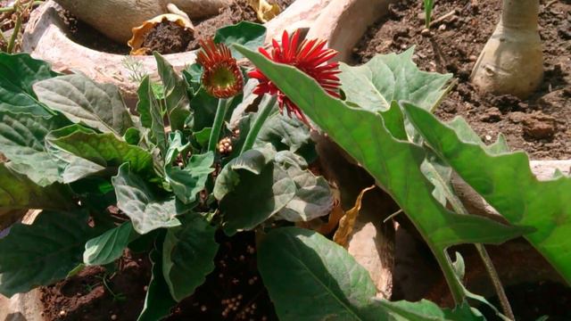 10.Gerbera or Gerber Daisy plant care. смотреть онлайн