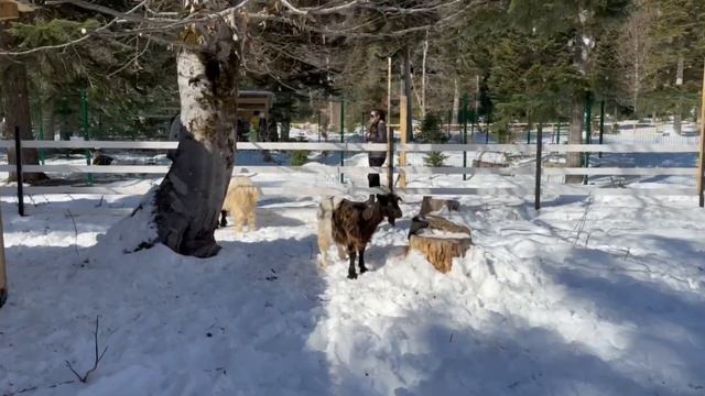 В Архыз на машине: альпаки и горы смотреть онлайн
