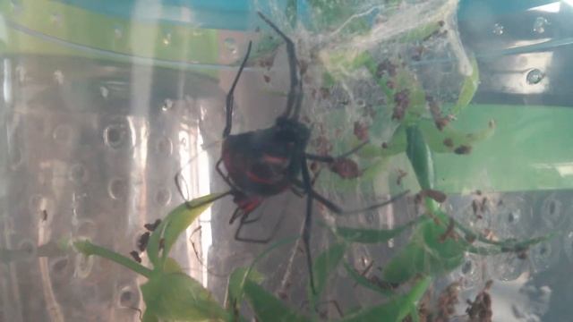 Latrodectus mactans Mexicanus (mating) смотреть онлайн
