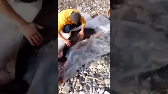 Спасение дельфина смотреть онлайн
