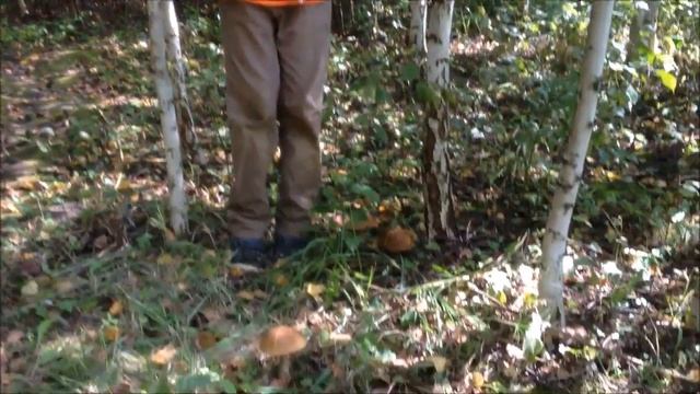 Грибы на даче смотреть онлайн