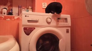 Самая тихая стиральная машина LG Прямой Привод Washing Machine LG Direct Drive SUPER Quiet и Кошка