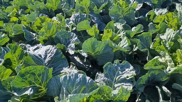 Цветная капуста Овиндоли F1, 11 октября 2023 год. смотреть онлайн