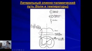 Зеркалова_Ю.Ф_Проводящие пути_29032022