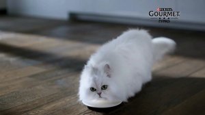 Гурмэ МонПетит