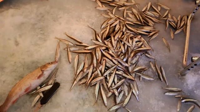 Суйфун улов ))) смотреть онлайн