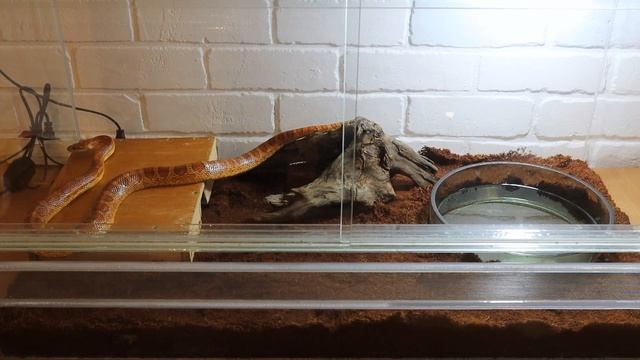 Маисовый полоз – уход и содержание в домашних условиях. Змея для новичков смотреть онлайн