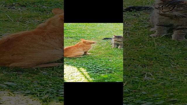 Кто в доме хозяин