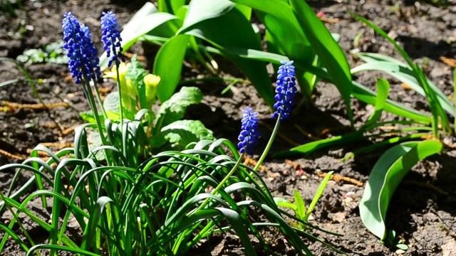 Гиацинт мышиный (Muscari) футаж смотреть онлайн