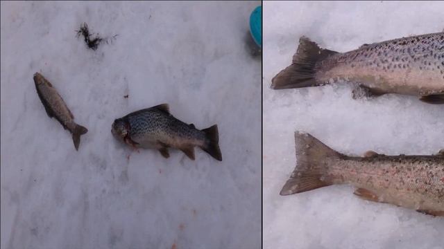 Рыбалка на речке Золотица смотреть онлайн