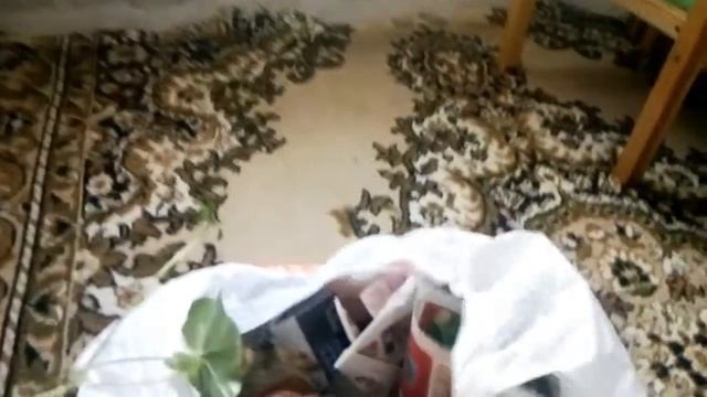 новинки комнатные цветы фиалки