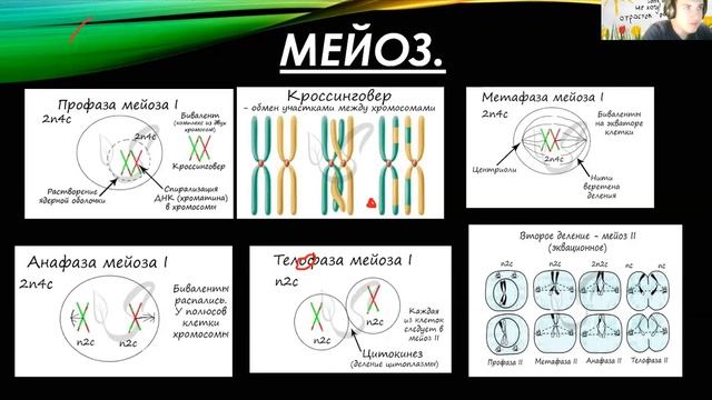 Митоз и мейоз)