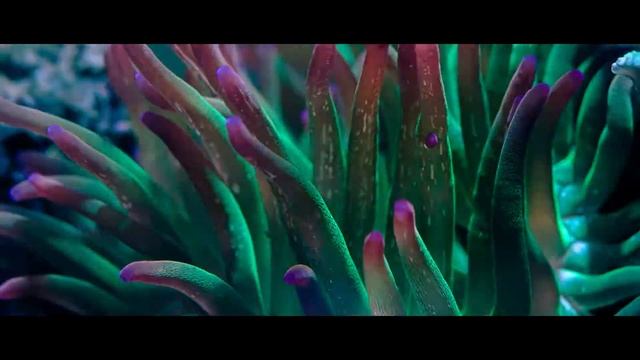 Морской аквариум.  Коралловый риф дома.