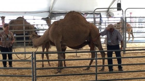 ANIMAL FACTS FOR KIDS: camel facts and camel demonstration