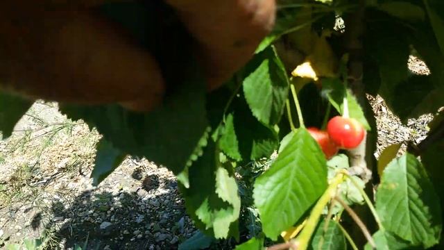 Миндаль в Крыму.сорт Юбилейный и Бумажный смотреть онлайн