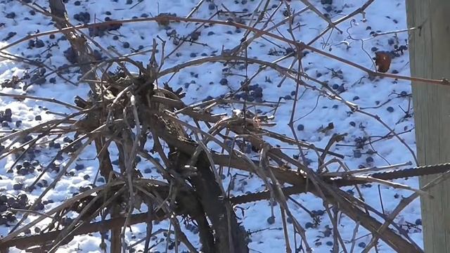 Черкассы. Что едят зимой птицы на Украине? Черкасская зима смотреть онлайн