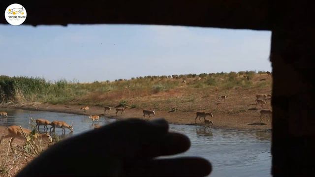 Окно в природу смотреть онлайн