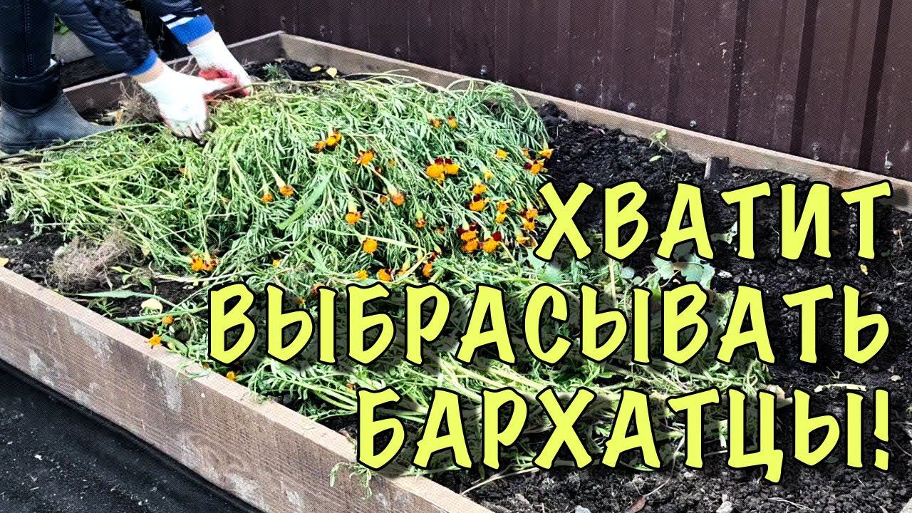 НЕ ВЫБРАСЫВАЙТЕ БАРХАТЦЫ! Сделайте с НИМИ ЭТО СЕЙЧАС, а весной СКАЖИТЕ СПАСИБО смотреть онлайн