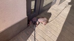 СФИНКС ЛУНА НА ПРОГУЛКЕ