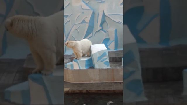 Мишки в Новосибирском зоопарке часть 2 смотреть онлайн