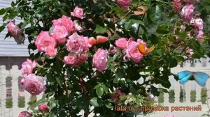 Роза плетистая Хэндель (rose handel) ? роза Хэндель обзор: как сажать саженцы розы Хэндель