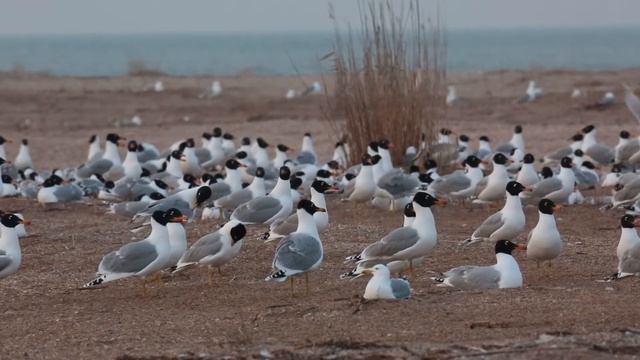 Остров Малый Жемчужный, Каспийская нерпа смотреть онлайн