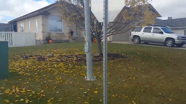 #vlog 52/2016 Закончили плитку? и осенняя уборка | Tatiana & Vladimir смотреть онлайн