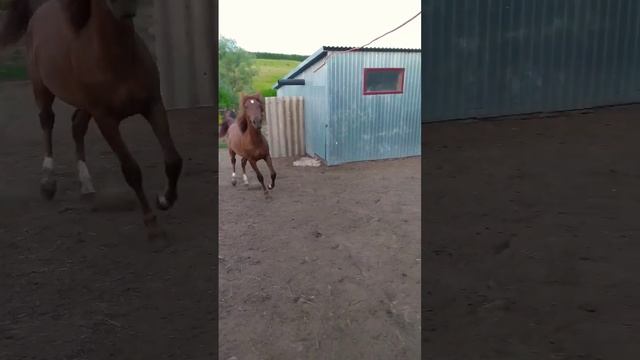 Лошади? донская/русский тяжеловоз/полутяж/кобылы/жеребята/horse/stallion/ смотреть онлайн