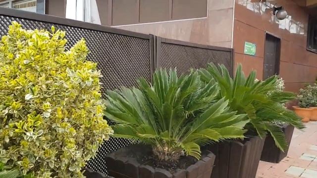 СОЧИ ? 11 апреля 2021 года | Субтропический рай в отдельно взятом городе смотреть онлайн