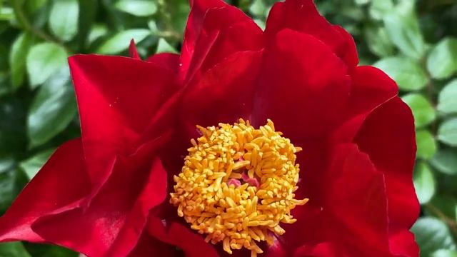 Пионы Макинак Гранд и Корал Шарм??? 19 мая 22г смотреть онлайн