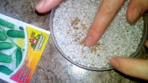 Начало опыта по прорашиванию семян в перлите на подоконнике дома в квартире